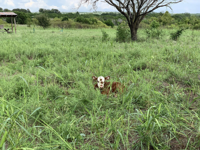Preserving the Beauty of Fall Creek Ranch for Generations to Come